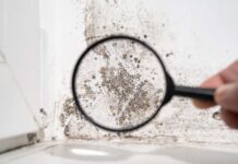 Top Signs That Your Black Mold Test Results Are Inaccurate